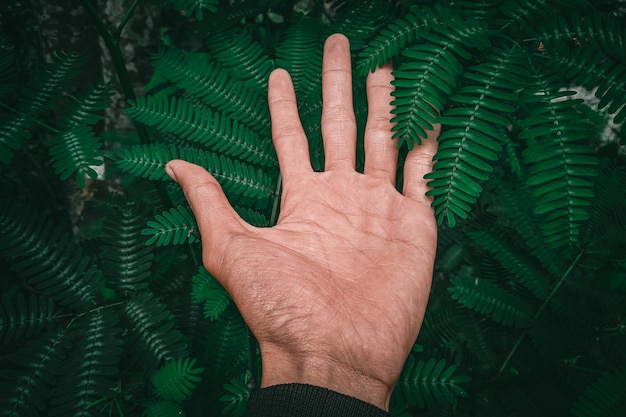 Foto minha mão com folha verde fresca