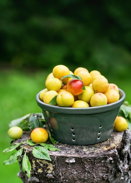 Mini ameixas amarelas orgânicas recentemente colhidas numa pequena peneira cerâmica no jardim da casa de campo