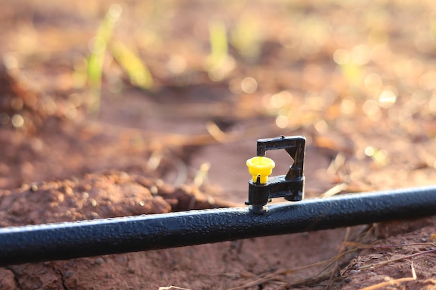 Mini aspersores no jardim reduzem a seca