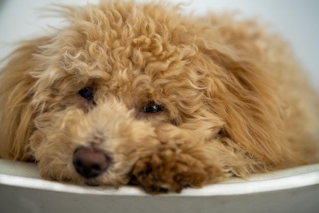 Un mini cachorro de garabato dorado descansando en una silla