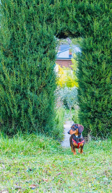 Foto mini cachorros de dachshund en el fondo de la naturaleza en un parque con fondo de seto usando arnés