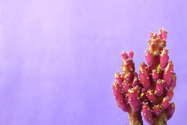 Mini cactos magenta vibrantes contra o muro de concreto roxo pastel