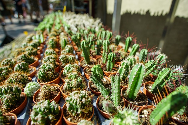 Mini cactus en macetas