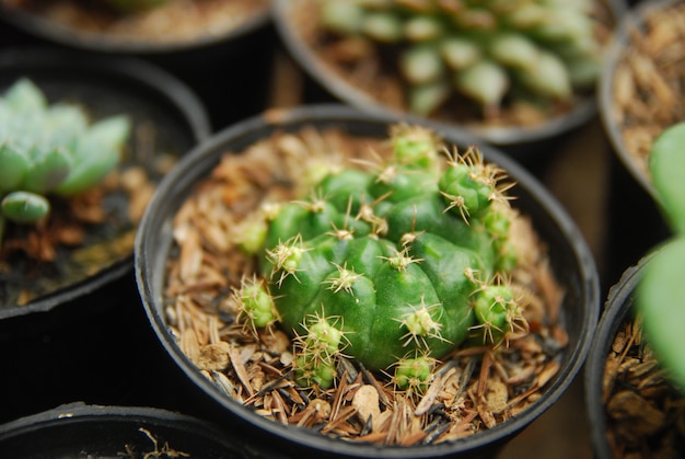 mini cactus en la olla