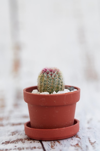 Foto mini cactus en una pequeña maceta sobre una mesa