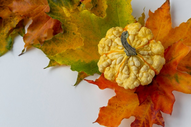 Mini calabaza decorativa en hojas de arce. Luna de otoño.