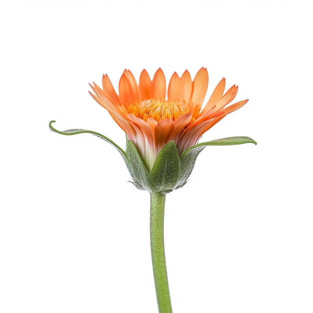 Mini caule de flor de laranja isolado em Clear