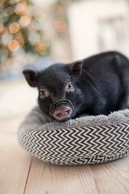 Mini cerdo negro con la nariz mojada luces navideñas bokeh