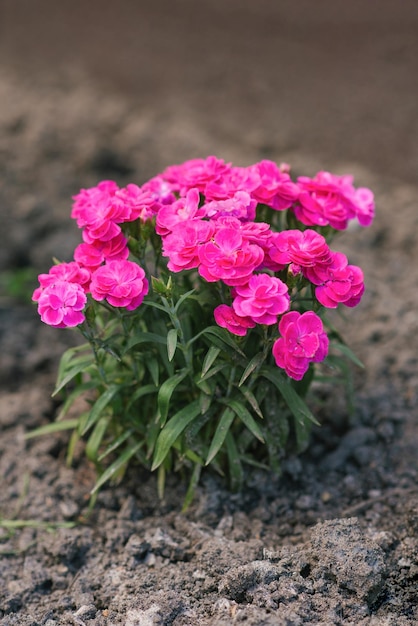 Mini clavel rosa flores en verano en el jardín