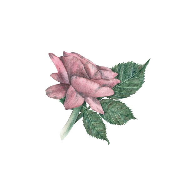 Mini composições de botão de rosa e folhas verdes em estilo vintage destacadas em um fundo branco Flores de botão de folhas Ilustração em aquarela Modelo para o design de cartões postais