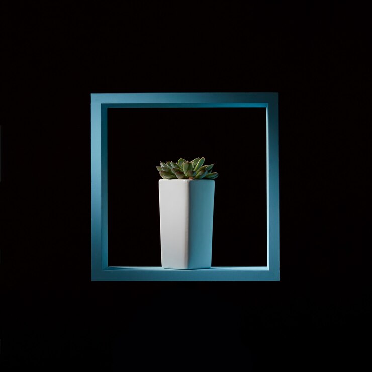 Mini echeveria suculentas en una maceta blanca alta en un marco de madera azul sobre un fondo oscuro