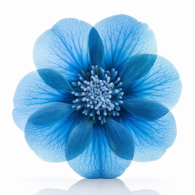 Mini Elevación de la Flor Azul Isolada en el Claro