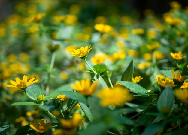 Mini flor do sol flor amarela Rudbeckia Heliopsis helianthoides florescendo em direção ao céu