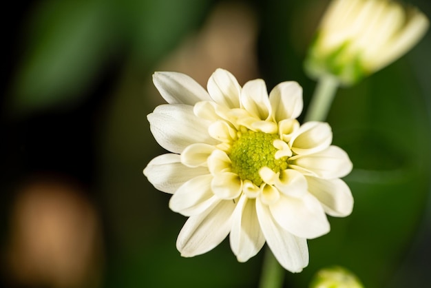 Mini flor linda mini flor branca abrindo suas pétalas em um foco seletivo de jardim