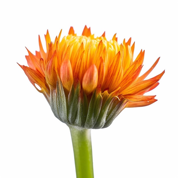 Foto mini flor de naranja de tallo en fondo blanco generada por ia