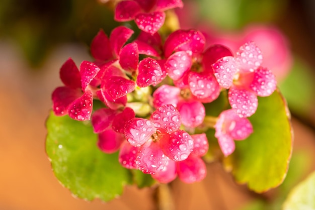 Mini flor rosa com gotas de orvalho vistas através de um foco seletivo de lente macro