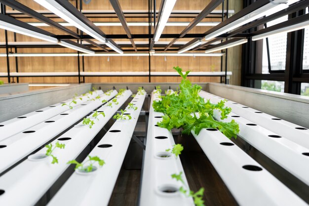 Mini granja para el cultivo de ensaladas.