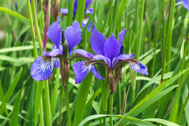 Mini iris azules sobre un fondo natural de hierba verde Estado de ánimo de verano Hermosas flores púrpuras de iris en el prado