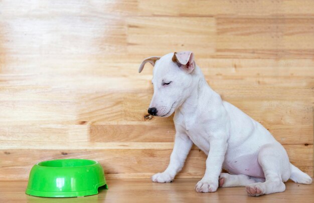 Mini Jack Russell cachorro de perro comida aburrida sobre fondo de madera