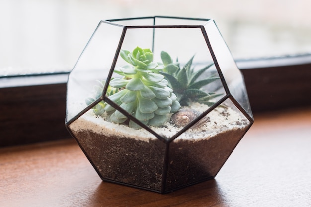 Mini jardín de suculentas en terrario de vidrio sobre alféizar de madera, suculentas con arena y rocas en caja de vidrio, elementos de decoración del hogar.