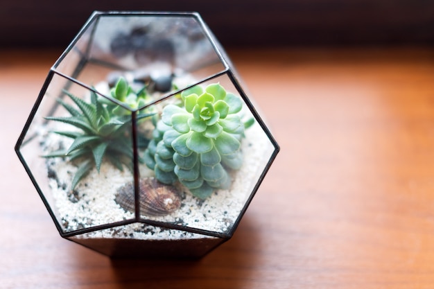 Mini jardín de suculentas en terrario de vidrio sobre alféizar de madera, suculentas con arena y rocas en caja de vidrio, elementos de decoración del hogar.