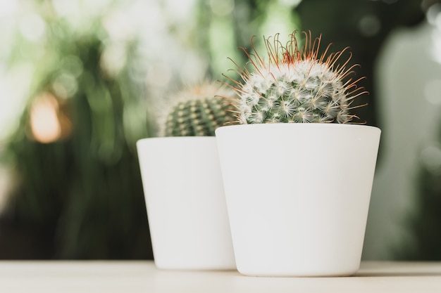Mini-Kaktuspflanze, die auf unscharfen botanischen Gartenhintergrund vergossen wird