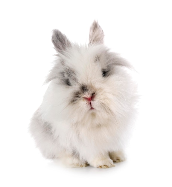 Mini lop de angora delante de un fondo blanco