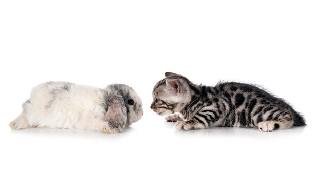 Mini lop y gatito bengala