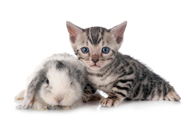 Mini lop y gatito bengala