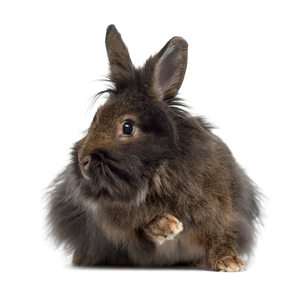 Mini-Lop-Kaninchen isoliert auf Weiß