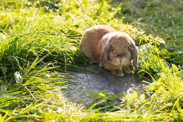 Foto mini lop de orejas plegadas de conejo se sienta en el césped. conejito en la hierba.