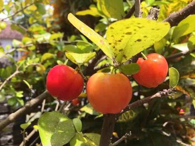 mini manzanas con hermosos colores que aún cuelgan del árbol