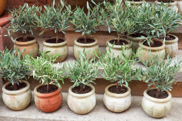 Mini olivos en las pequeñas macetas de cerámica