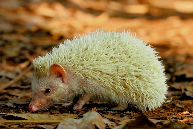 Mini ouriço albino à procura de comida