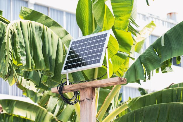 Mini painel de célula solar em um poste de madeira contra o fundo de ramos de palmeira