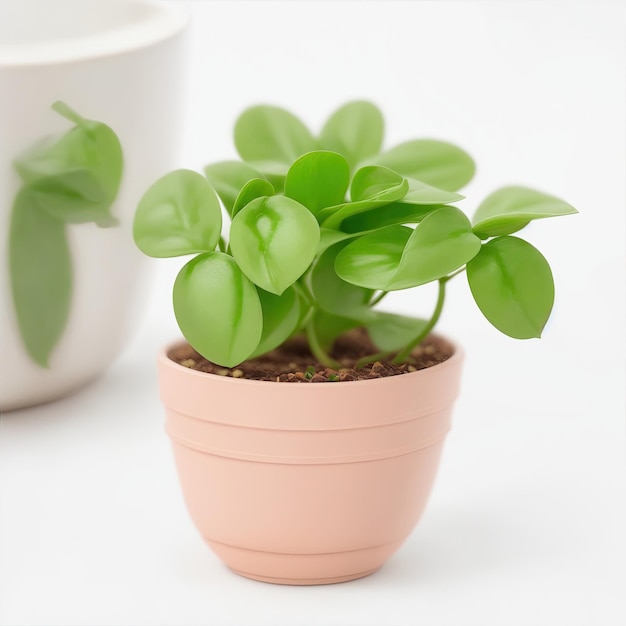 Mini Peperomia melancia bonita em uma panela