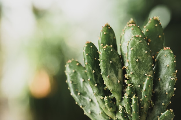 Mini planta de cactus en maceta sobre fondo borroso jardín botánico