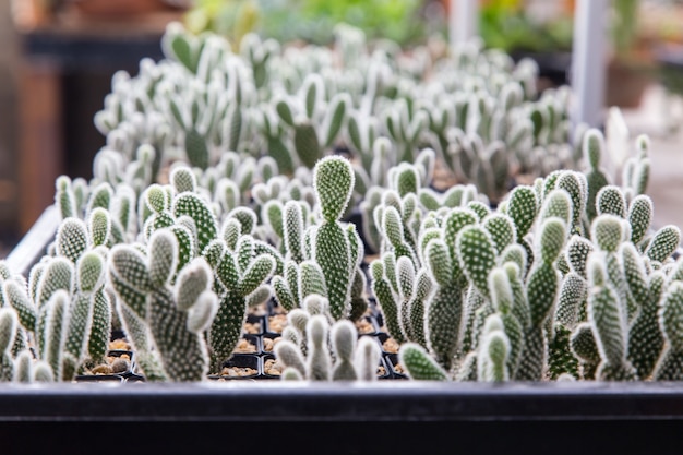 Mini planta de cactus en la maceta
