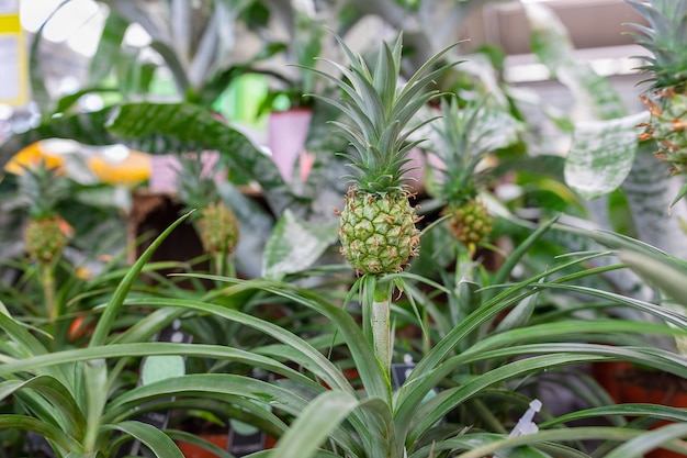 Mini planta de piña ornamental en una tienda de plantas