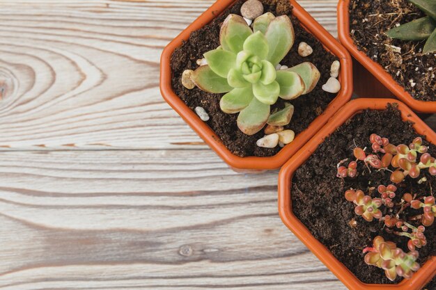 Mini plantas de interior suculentas verdes en macetas de plástico marrón