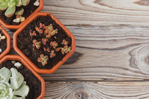 Mini plantas de interior suculentas verdes en macetas de plástico marrón