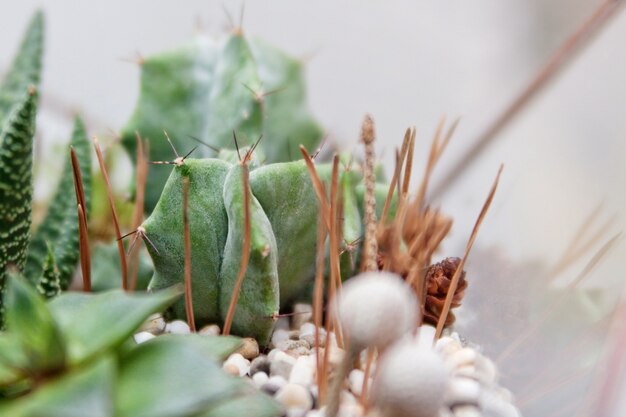 Mini plantas suculentas en un terrario de vidrio