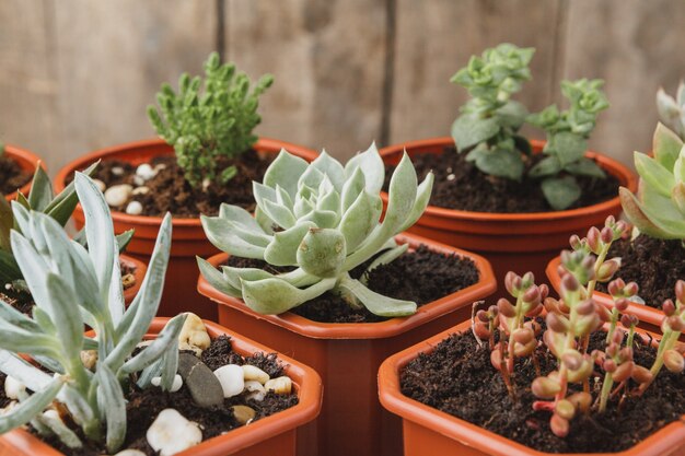 Mini plantas suculentas verdes da casa em uns potenciômetros plásticos marrons