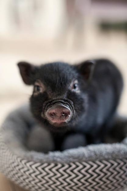 Mini porco preto na cama