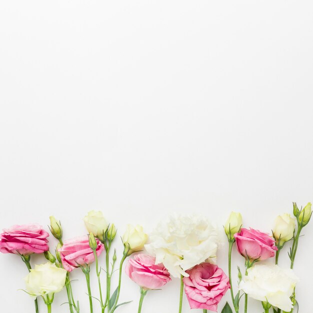 Mini rosas planas en blanco y rosa con espacio de copia