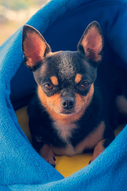 Foto mini schwarz beige weiß chihuahua. porträt eines hundes.