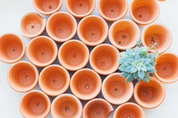 Mini-Terrakottattöpfe mit Sukkulenten auf weißem Hintergrund