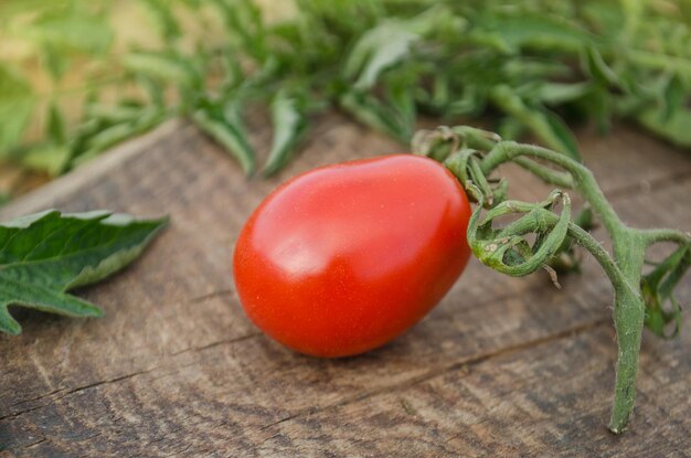 Mini tomates pera rojos frescos Tomates pera cosechados