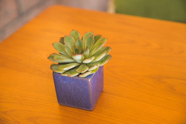 Mini-Tontopf mit blühender Echeveria-Sukkulentenpflanze auf Holztischhintergrund. Grüne Sukkulente im Keramiktopf