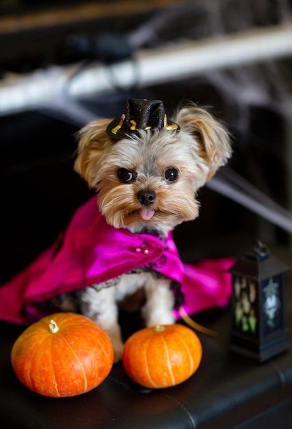 Mini yorkshire terrier engraçado com roupa de carnaval de halloween e língua de fora